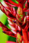 vignette Bromeliaceae - Aechmeae