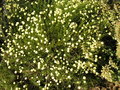 vignette SANTOLINE VERTE  FLEURS BLANCHES (Santolina viridis 'Alba'