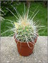 vignette Cactus  identifier 16 5 2010 ndc