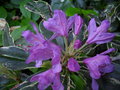vignette Rhododendron Ponticum Variegatum