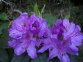 vignette Rhododendron Catawbiense