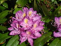 vignette Rhododendron Ponticum (gros plan)