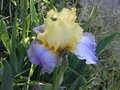 vignette iris bicolore