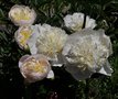 vignette Paeonia lactiflora - Pivoine herbacée blanche (variété ancienne)