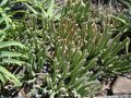 vignette Stapelia leendertziae