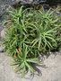 vignette Aloe aurantiaca (= A. striatula)