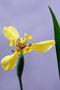 vignette Iridaceae - Neomarica longifolia
