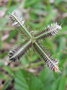 vignette Dactyloctenium aegyptium