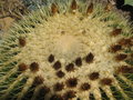 vignette Echinocactus grusonii