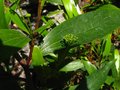 vignette Stenocarpus salignus feuille au 22 05 10