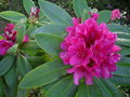 vignette Rhododendron 'Anah Kruschke'