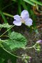 vignette Abutilon vitifolium