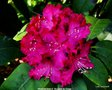 vignette Rhododendron X ' Souvenir du Congo '