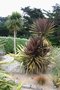 vignette Cordyline australis Purpurea Group