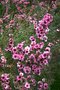 vignette Leptospermum scoparium cv. rose