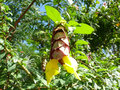 vignette Gmelinia philippensis