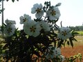 vignette Cistus Aguilari maculata et ses grandes fleurs au 22 05 10