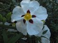 vignette Cistus aguilari maculata aux très grandes fleurs gros plan au 22 05 10