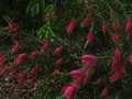 vignette Callistemon Acuminatus trs fleuri au 22 05 10