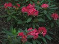vignette Rhododendron Ana autre vue au 22 05 10