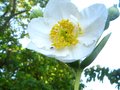 vignette Carpenteria Californica aux grandes fleurs autre vue au 22 05 10