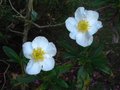 vignette Carpenteria californica aux grandes fleurs au 22 05 10