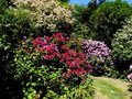 vignette Rhododendrons