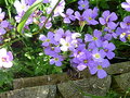 vignette Fleurs violettes 16 5 2010 Ndc