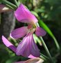 vignette glaieul - Gladiolus italicus