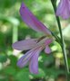 vignette glaieul - Gladiolus italicus
