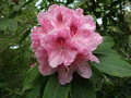 vignette Rhododendron spp