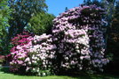 vignette Rhododendron (Jardin Emmanuel Liais, Cherbourg, Manche, Normandie)