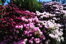 vignette Rhododendron (Jardin Emmanuel Liais, Cherbourg, Manche, Normandie