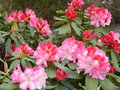 vignette RHODODENDRON POINT DEFIENCE