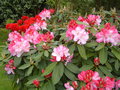 vignette RHODODENDRON POINT DEFIENCE