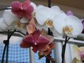 vignette mlange orchides