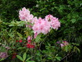 vignette Rhododendron 'Pink Pearl'