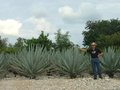 vignette AGAVE Tequilana ???