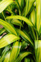 vignette Atoumo - Alpinia zerumbet variegata