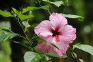 vignette Hibiscus - Hibiscus rosa sinensis