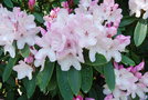 vignette Rhododendron x halopeanum