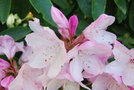 vignette Rhododendron x halopeanum