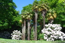 vignette Trachycarpus fortunei & Rhododendron x halopeanum