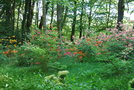 vignette Rhododendron (Parc de Martinvast, Manche, Normandie)