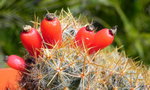 vignette Mammillaria prolifera