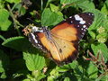 vignette Papillon (Danaus Danaus chrysippus subsp. petilia)