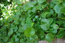 vignette Hydrocotyle verticillata-hoian vietnam