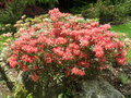 vignette Rhododendron 'Golden gate'
