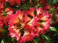 vignette Rhododendron 'Golden gate'
