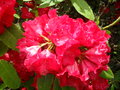 vignette Rhododendron 'Britannia'